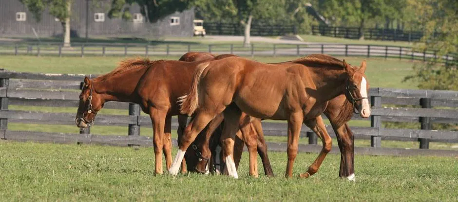 Early-Life Management Shapes Racing Success