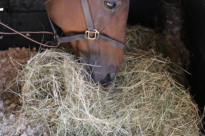 Chewing Halter and Ingestive Behaviour Studies