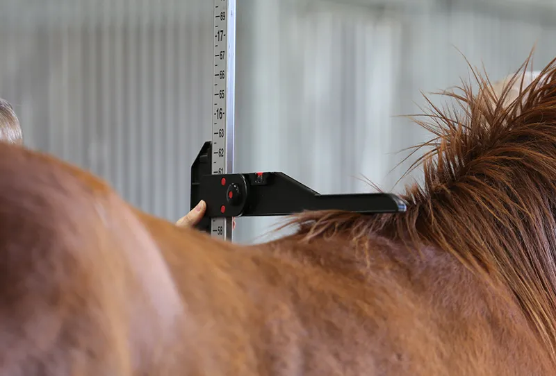 Thoroughbred Growth Studies