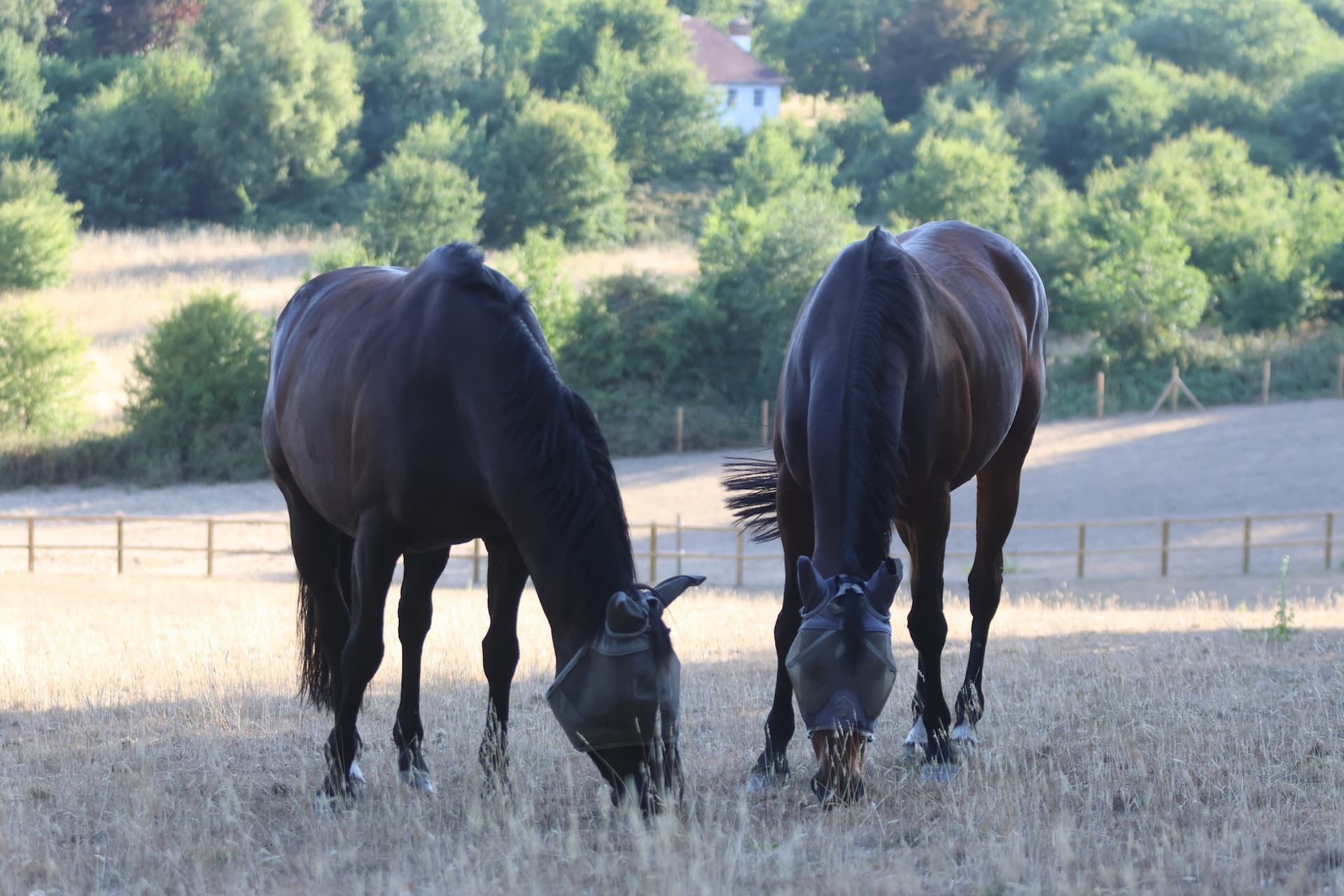 Drought and Grass - Is it safe for laminitics? 