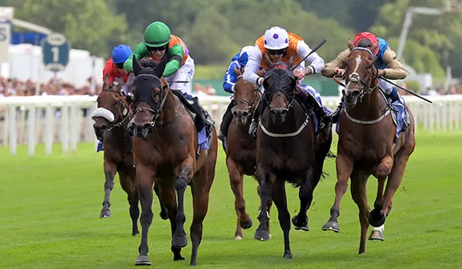 From Racehorse to Riding Horse: Getting Started with Retraining