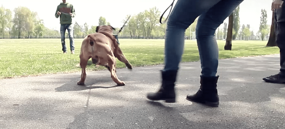 aggressività fra cani