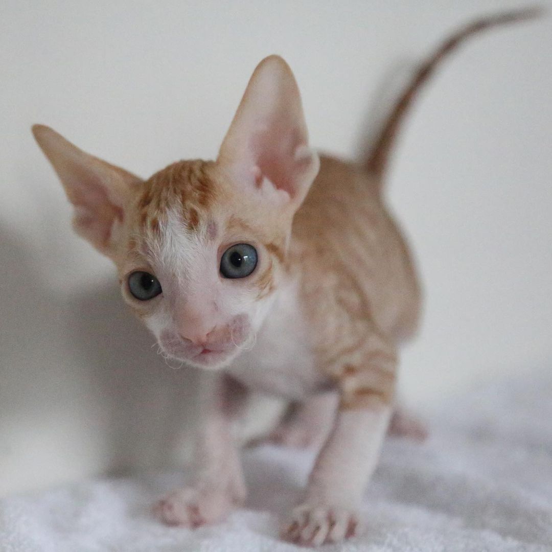 cornish rex kittens