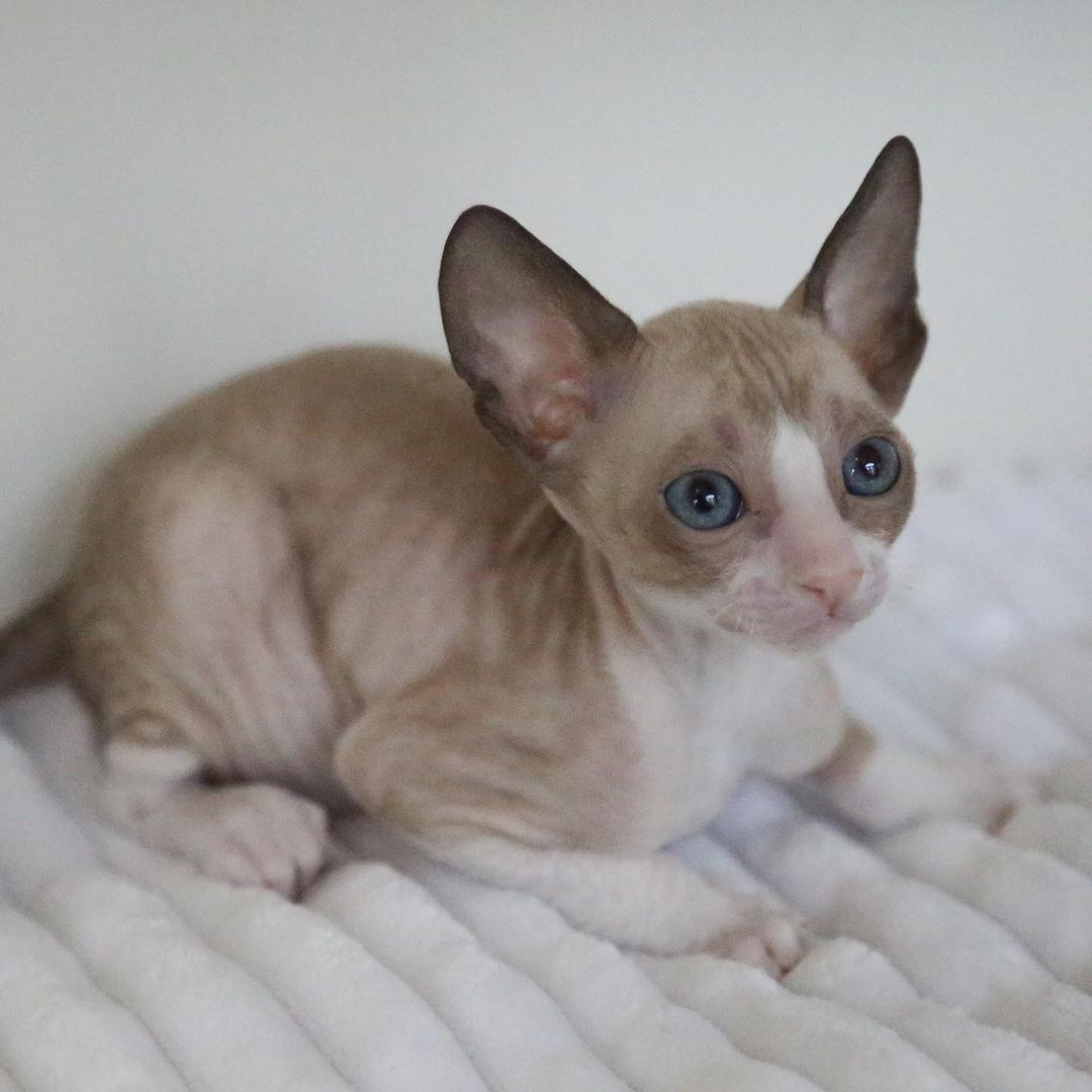 cornish rex kittens