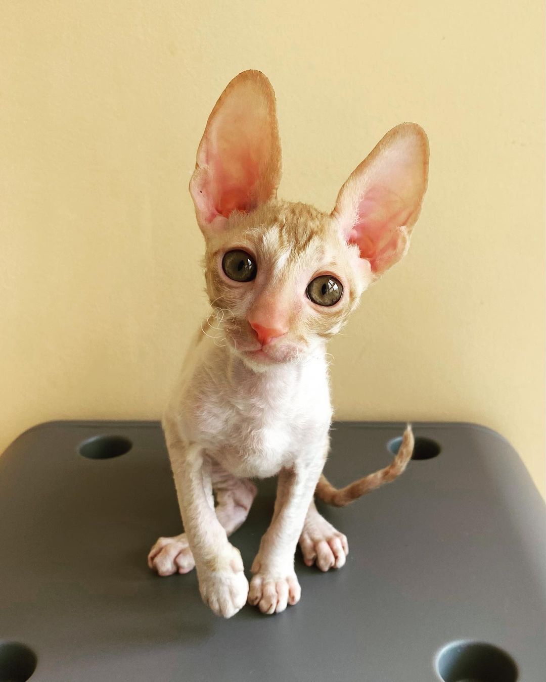 cornish rex kittens