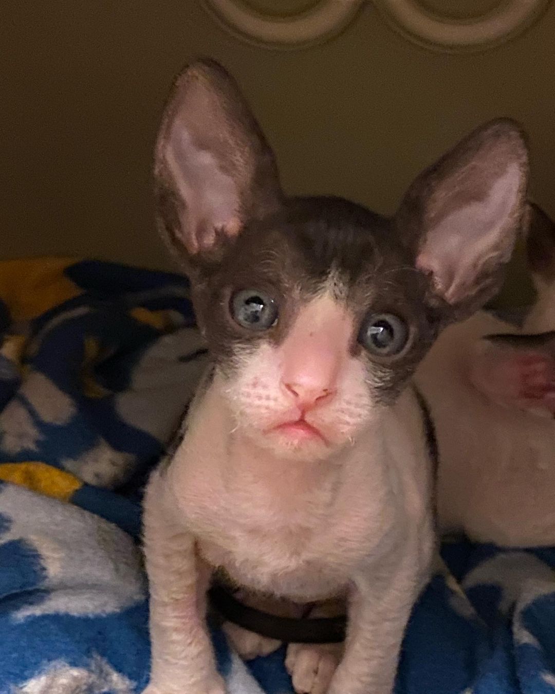cornish rex kittens
