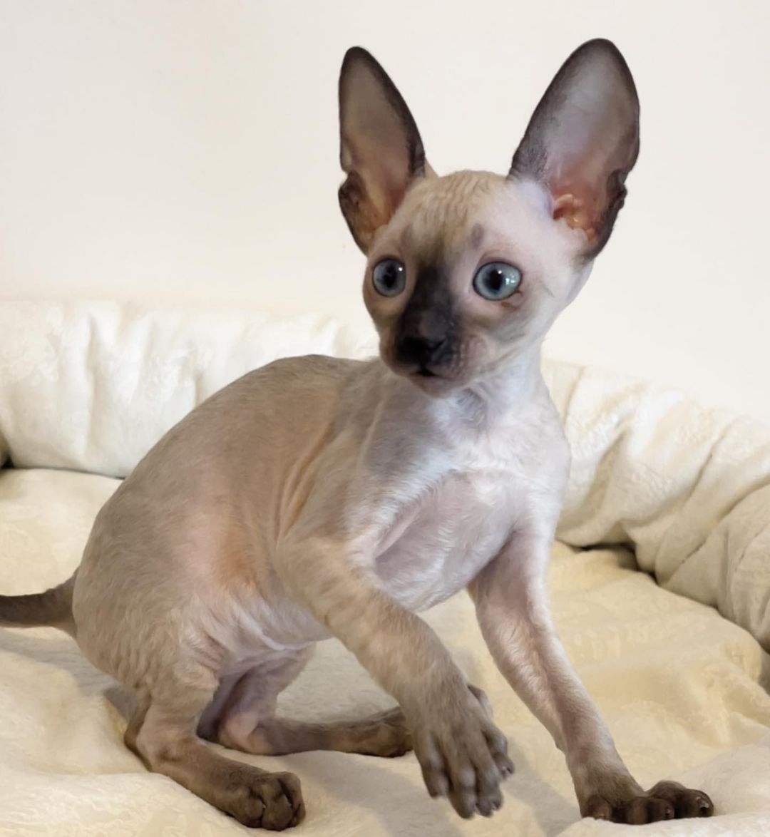 cornish rex kittens