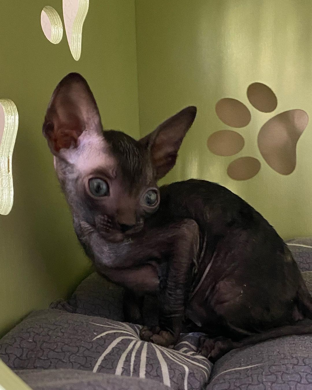cornish rex kittens