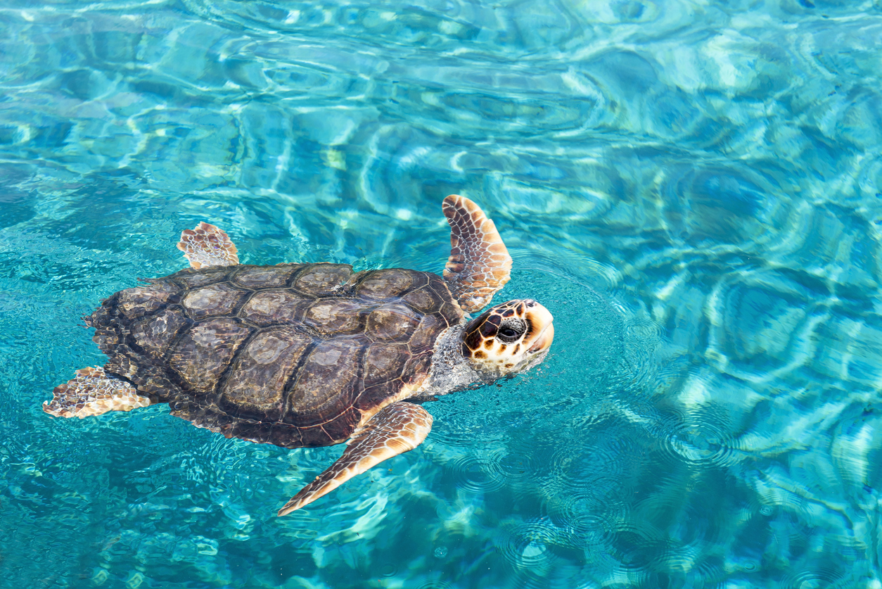 Caretta-Schildkröte im Wasser – Symbol der Schwimmakademie
