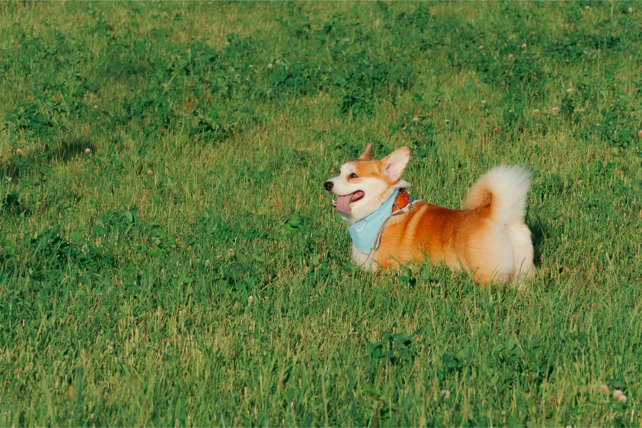 Pet-Friendly Living at Victorian Village: A Home for You and Your Furry Friends