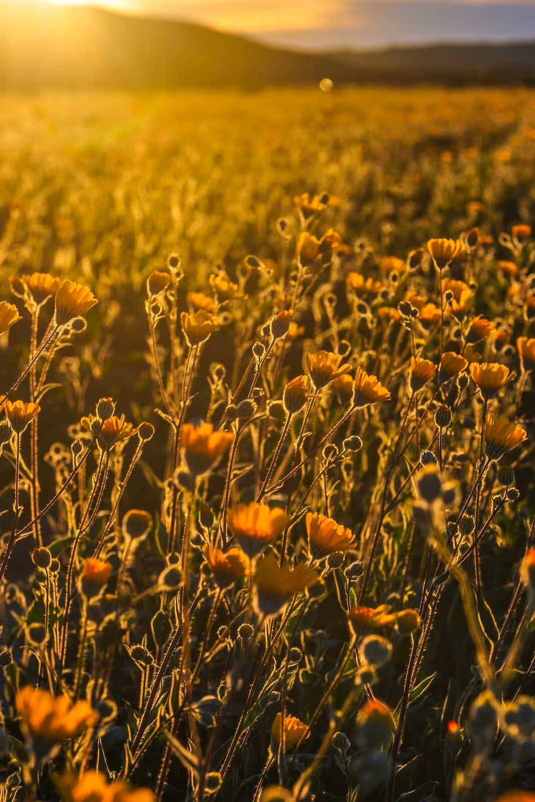Golden flowers cover field in front of mountains under sunny sky.