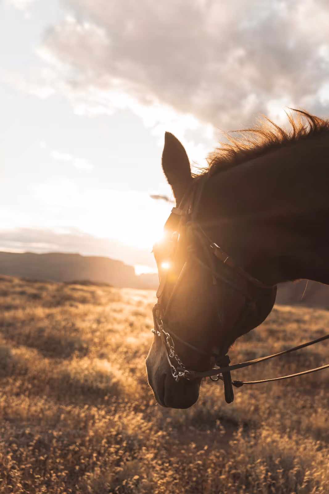 Side view of a horse wearing a bridle, standing in a golden field at sunset.