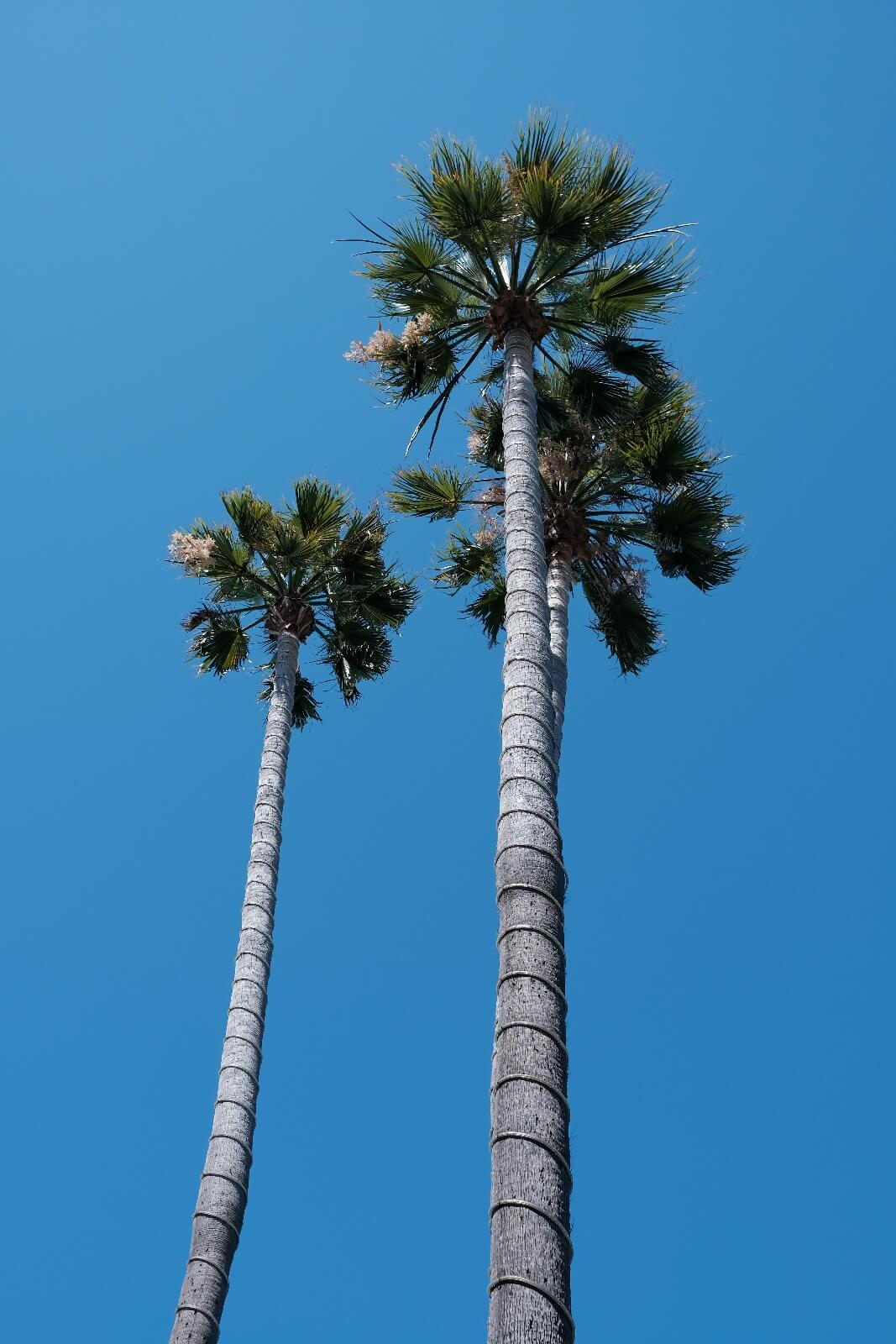 Tall palm trees against clear blue sky.