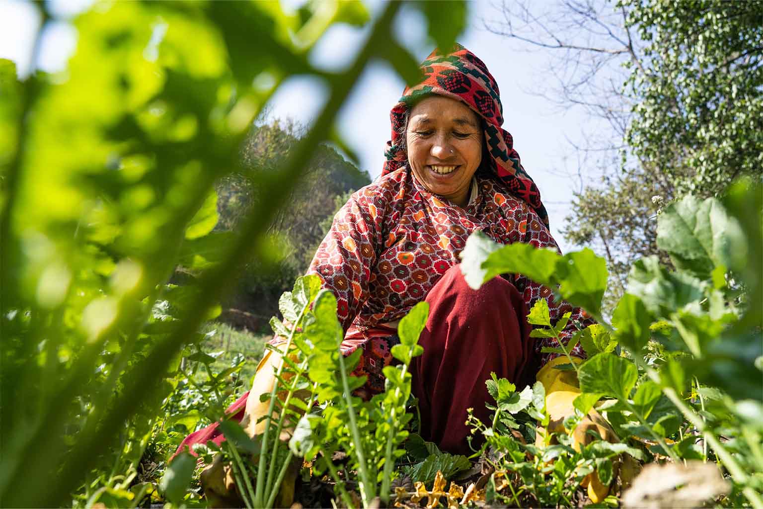 Smiling woman in colorful traditional clothing harvesting leafy green vegetables in a garden on a sunny day.