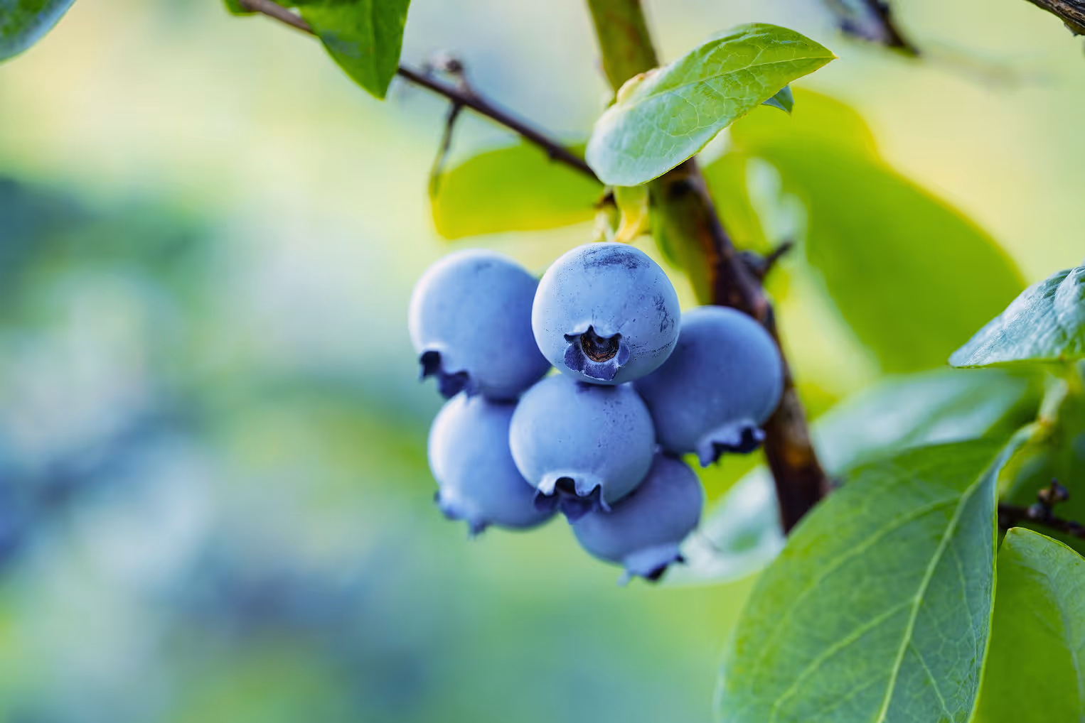 Blueberry