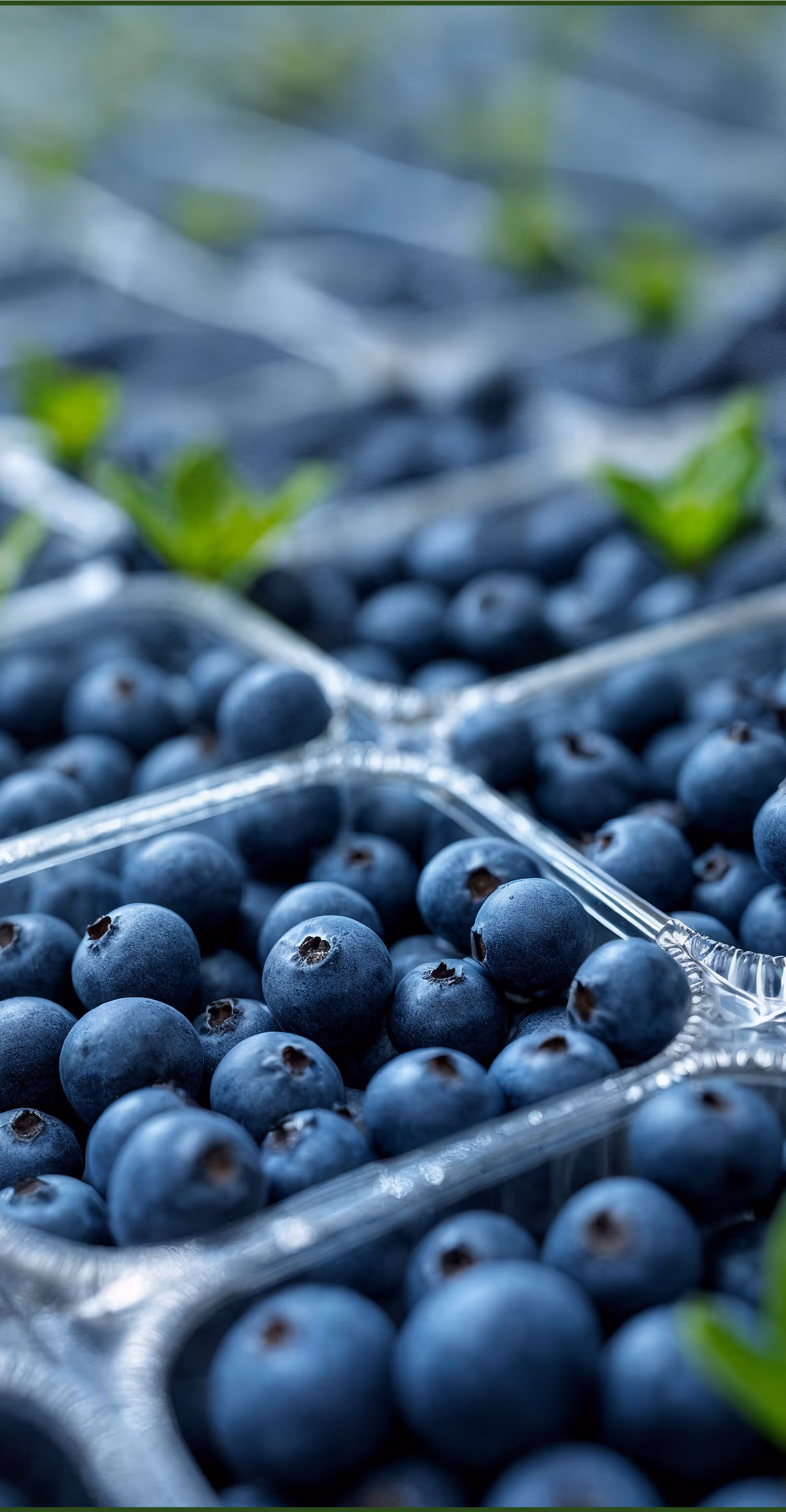 Blueberry