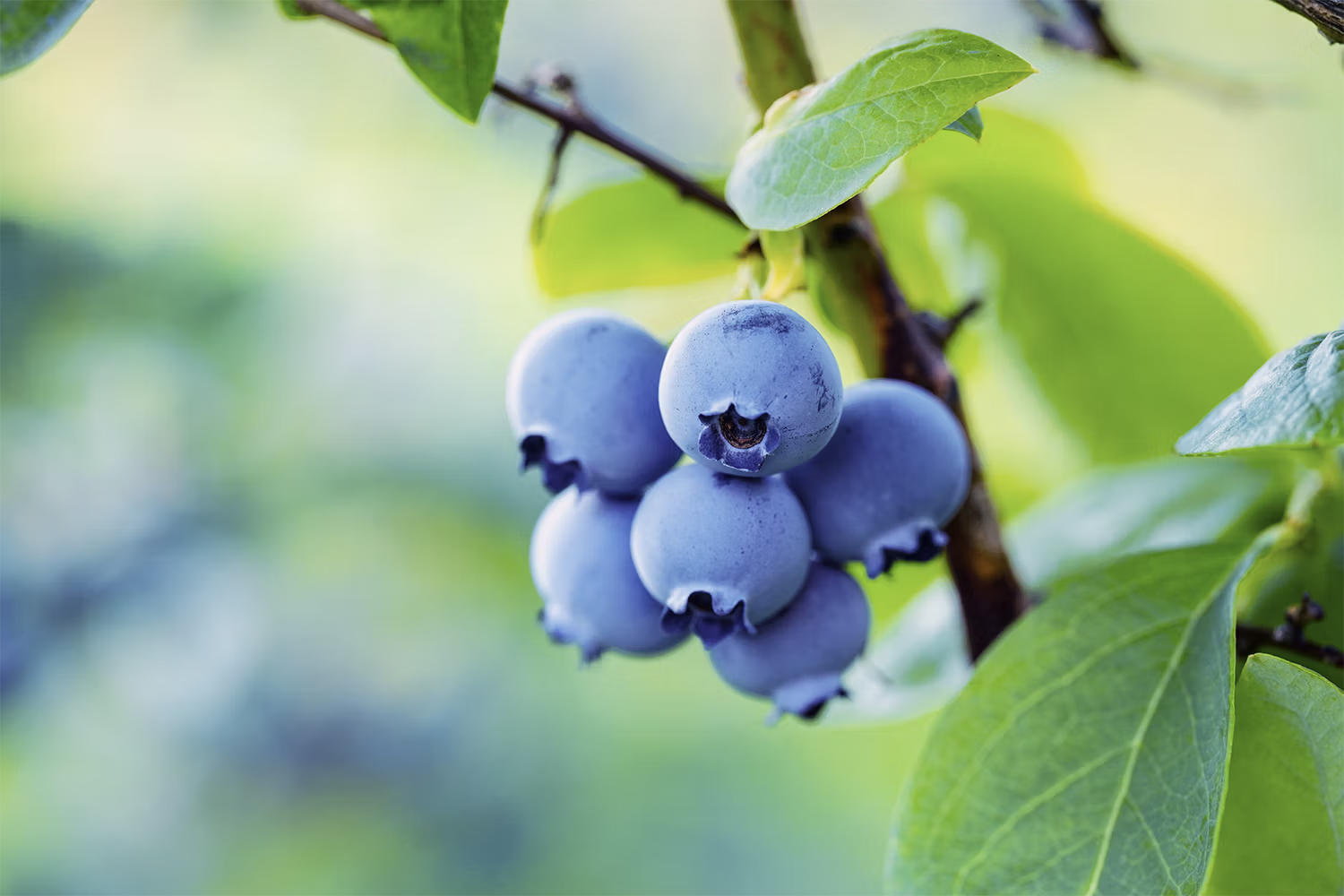 blueberry foto