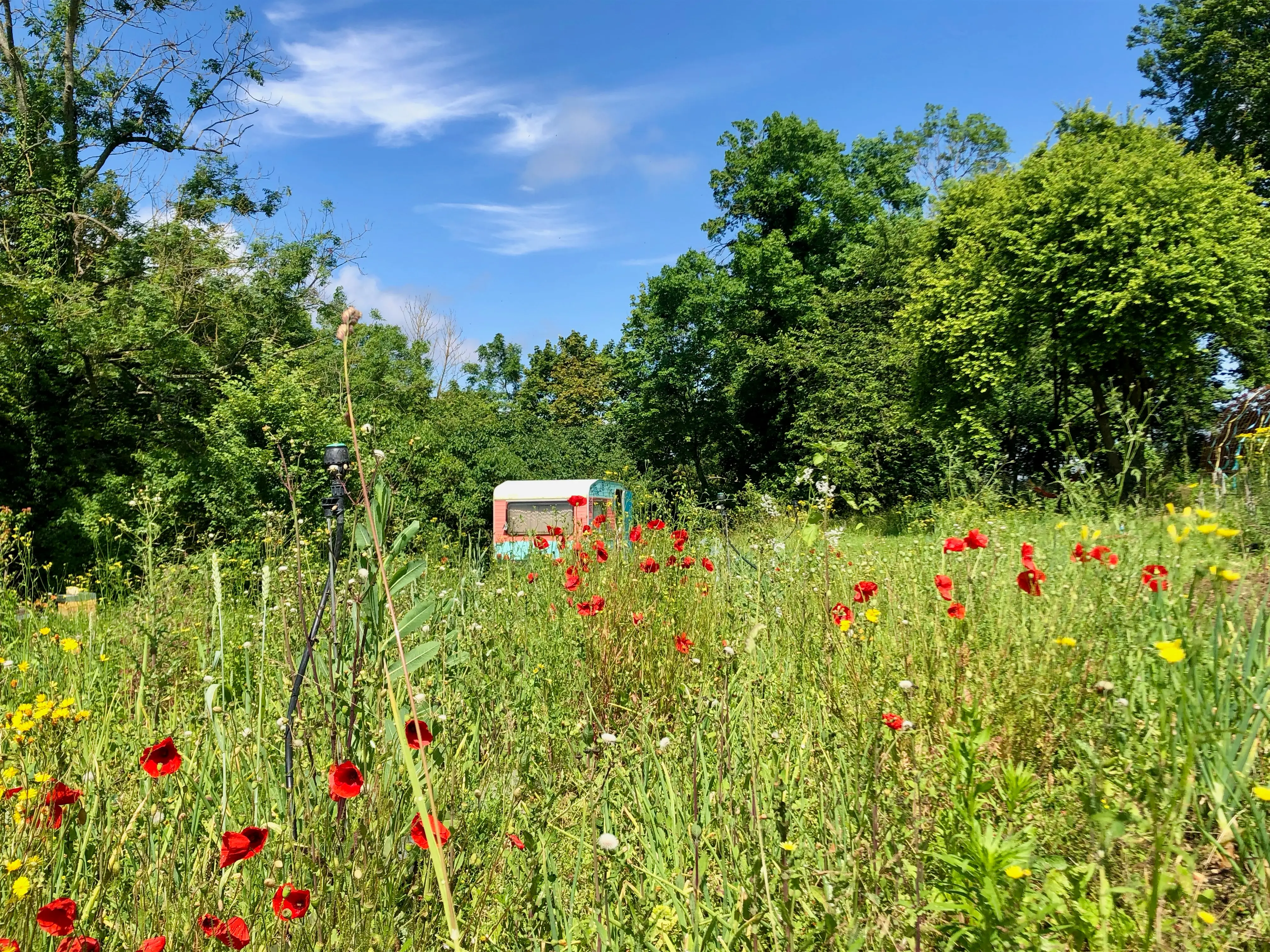 caravane dans un champ fleuri