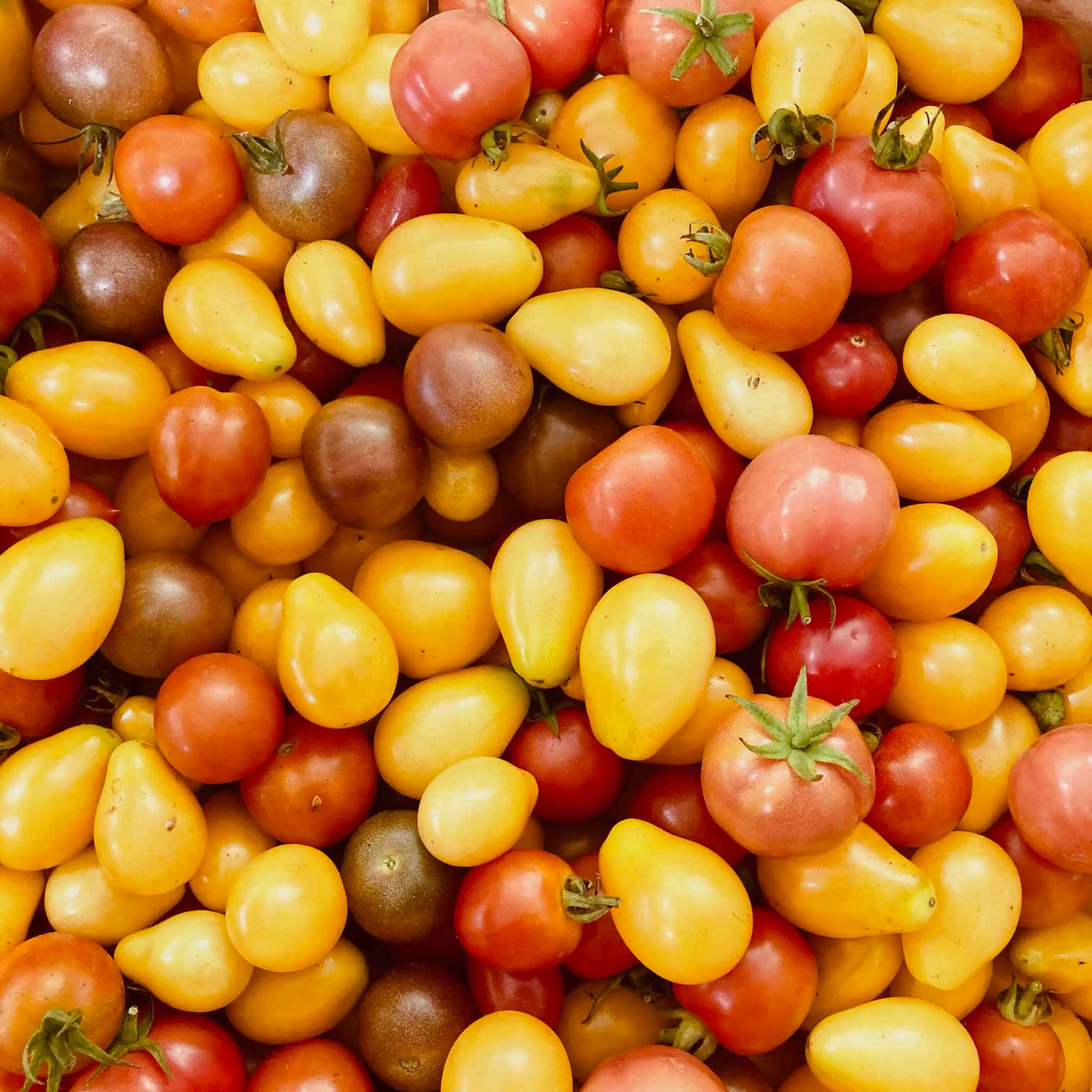 panaché de tomates jaunes et rouges