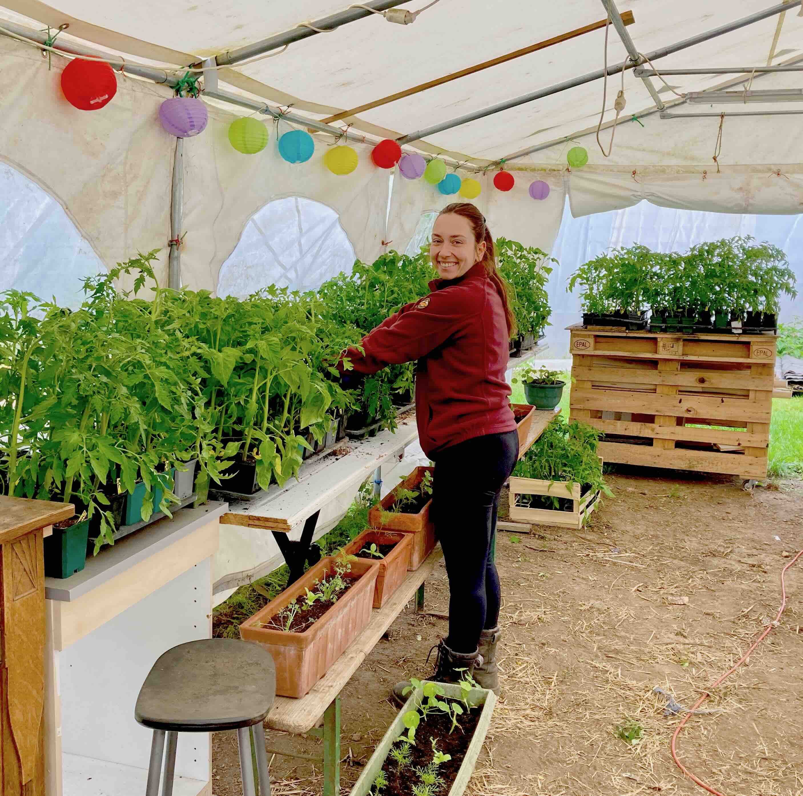 bénévole s'occupe de la récolte