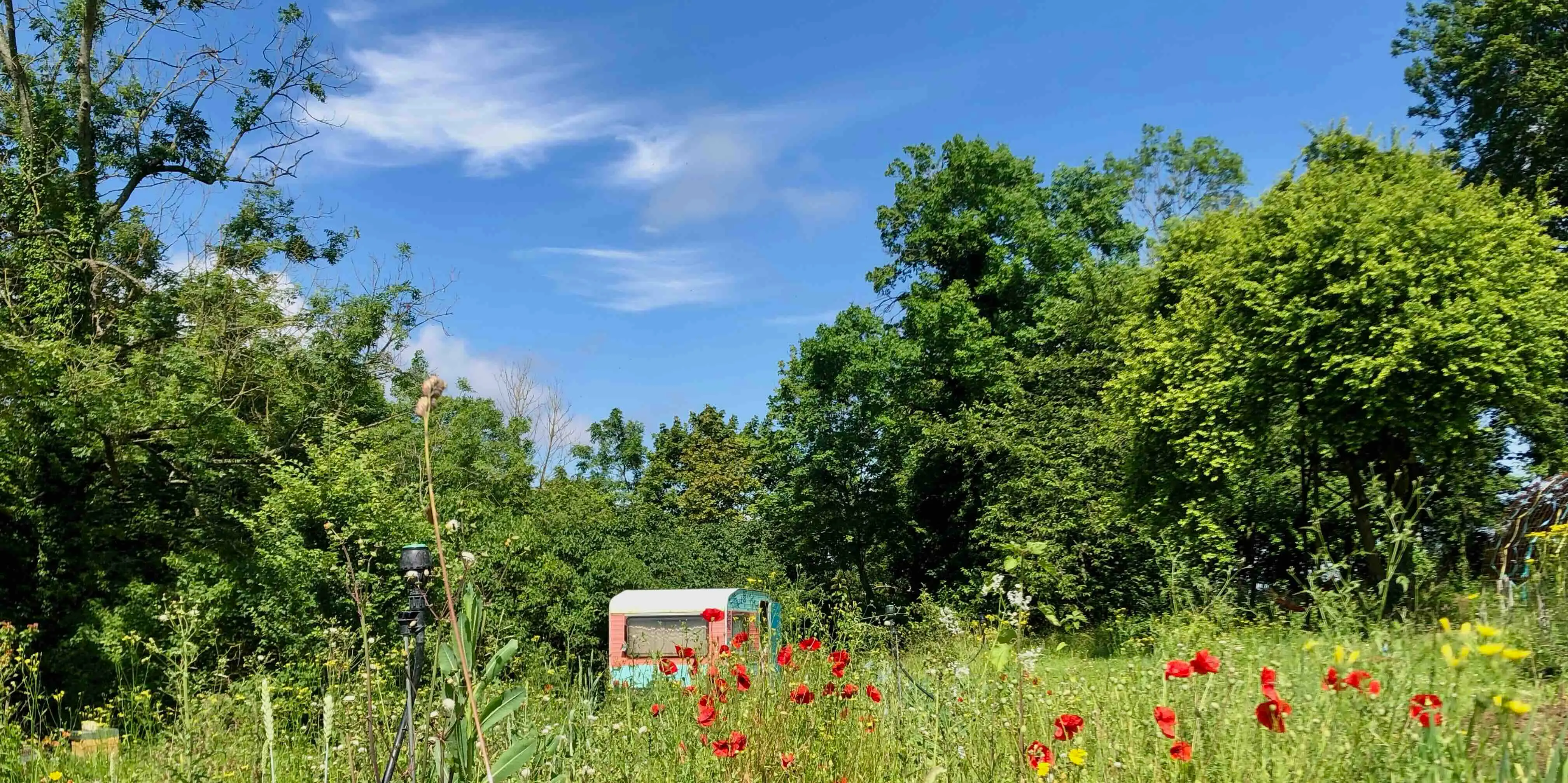 caravane dans champ fleuri