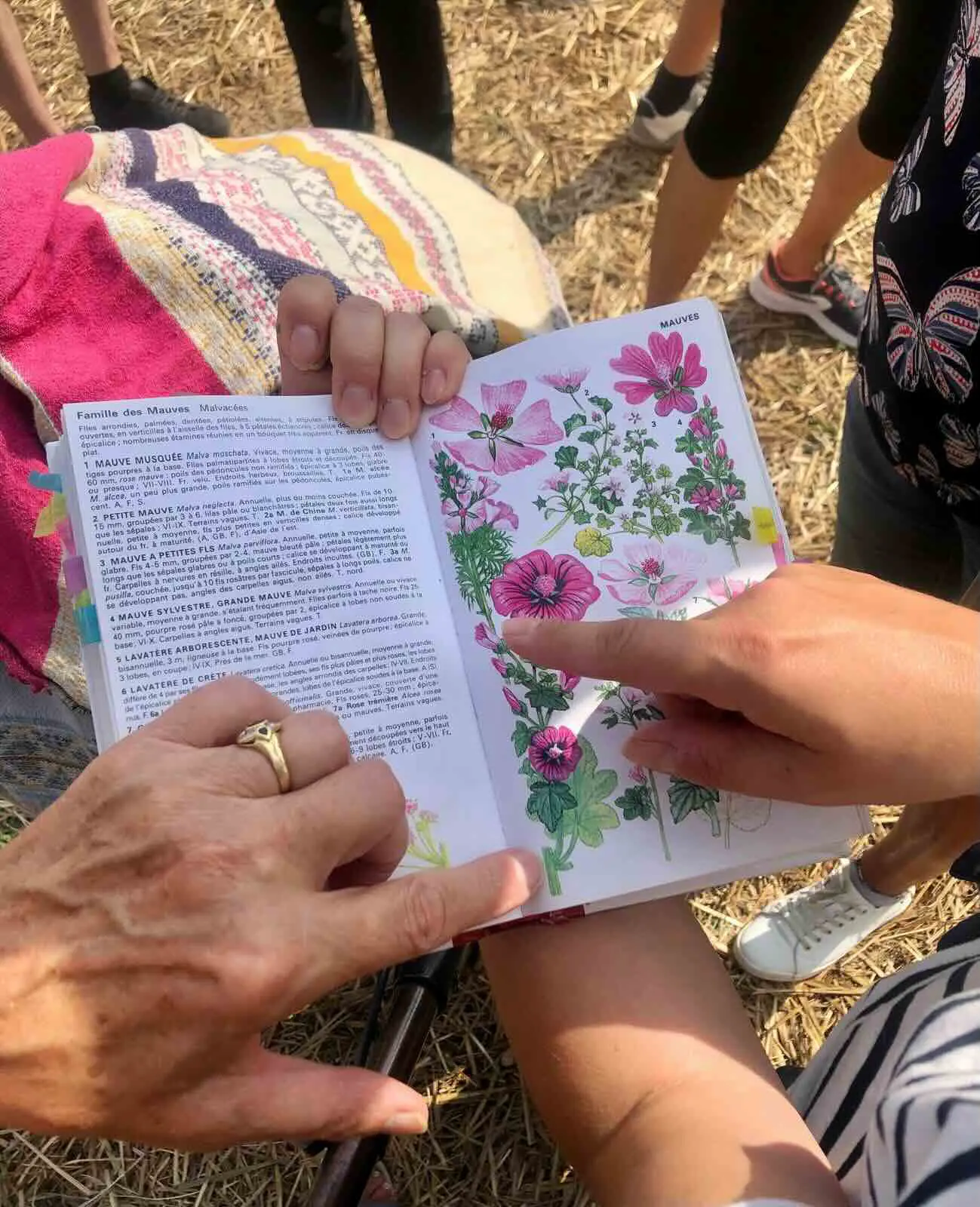 doigt pointé sur un livre botanique à la page d'une fleur