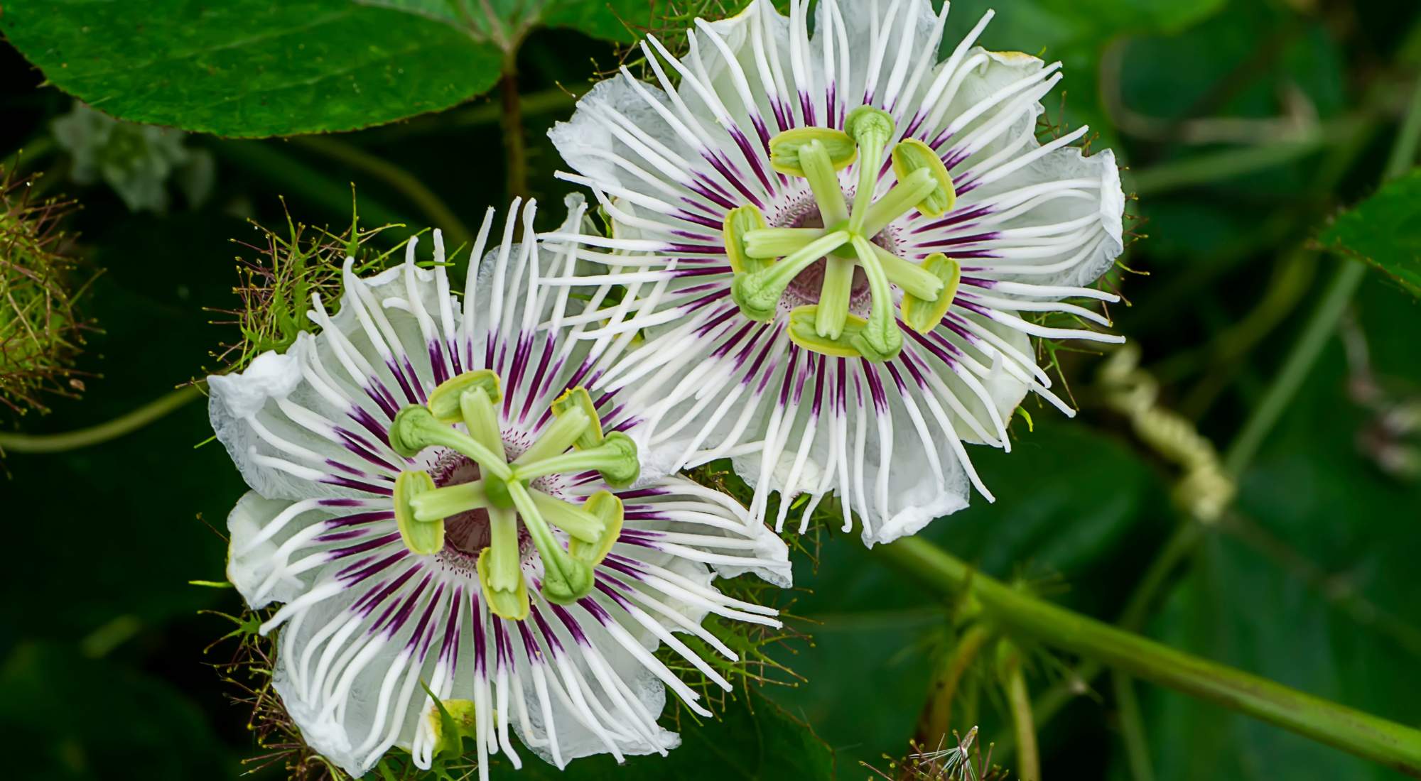 herbs that help with withdrawal