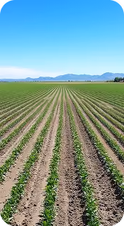 Reliable Seeding for Infrastructure Projects