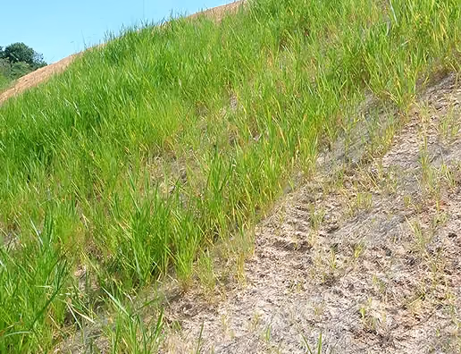 Hydroseeding Services in Huntsville & Madison County, Al