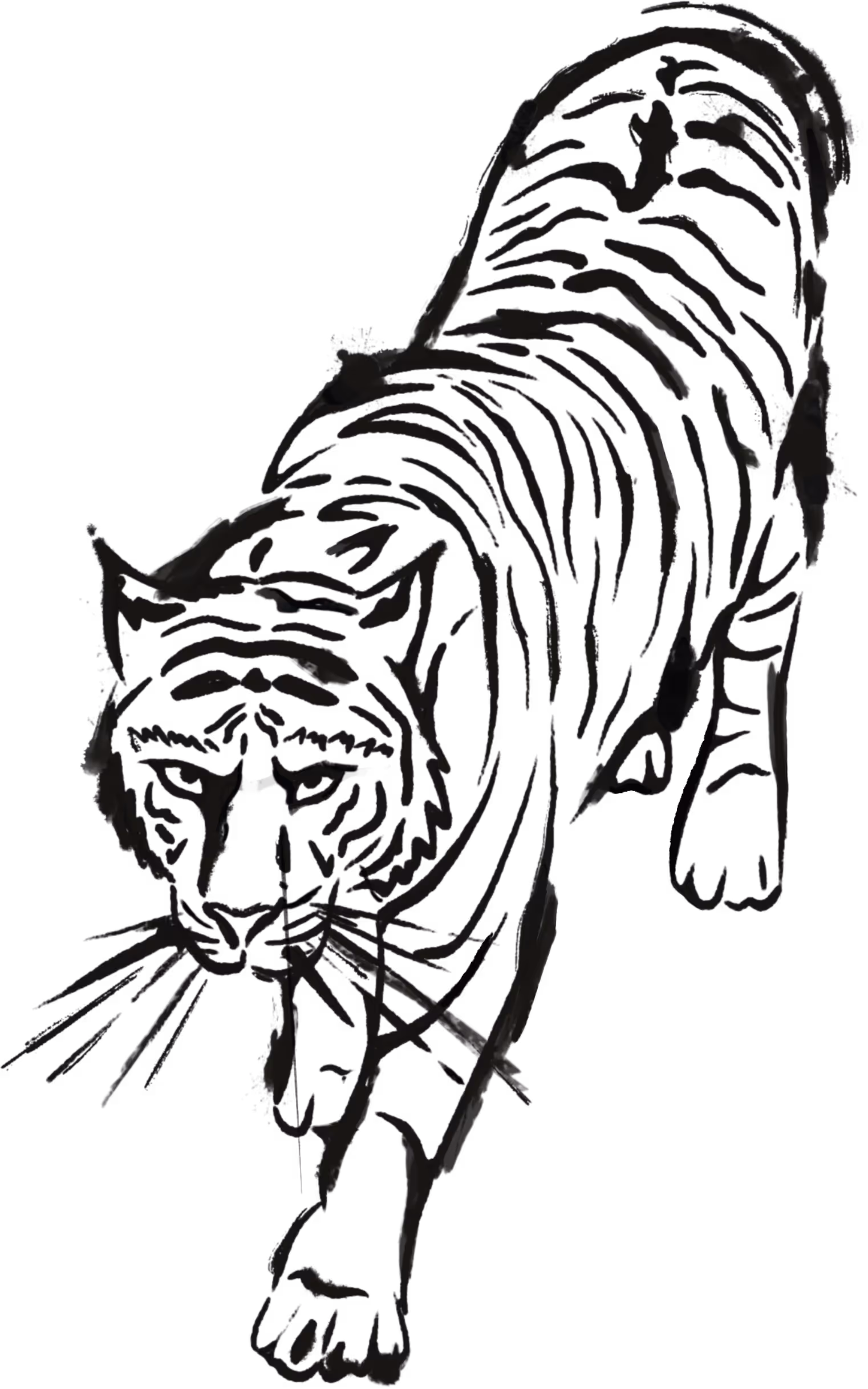 A black and white drawing of a tiger walking.