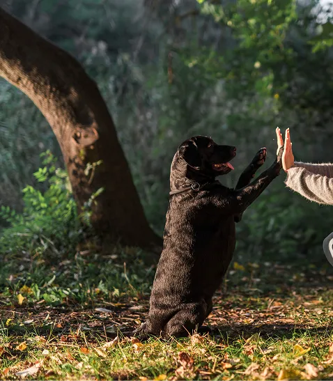 Perro entrenando