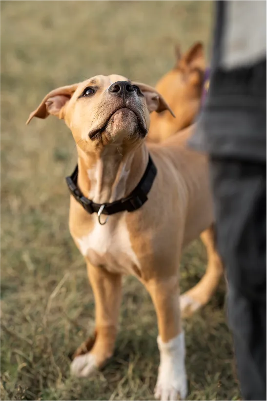 Perro en una clase de adiestramiento canino en mallorca