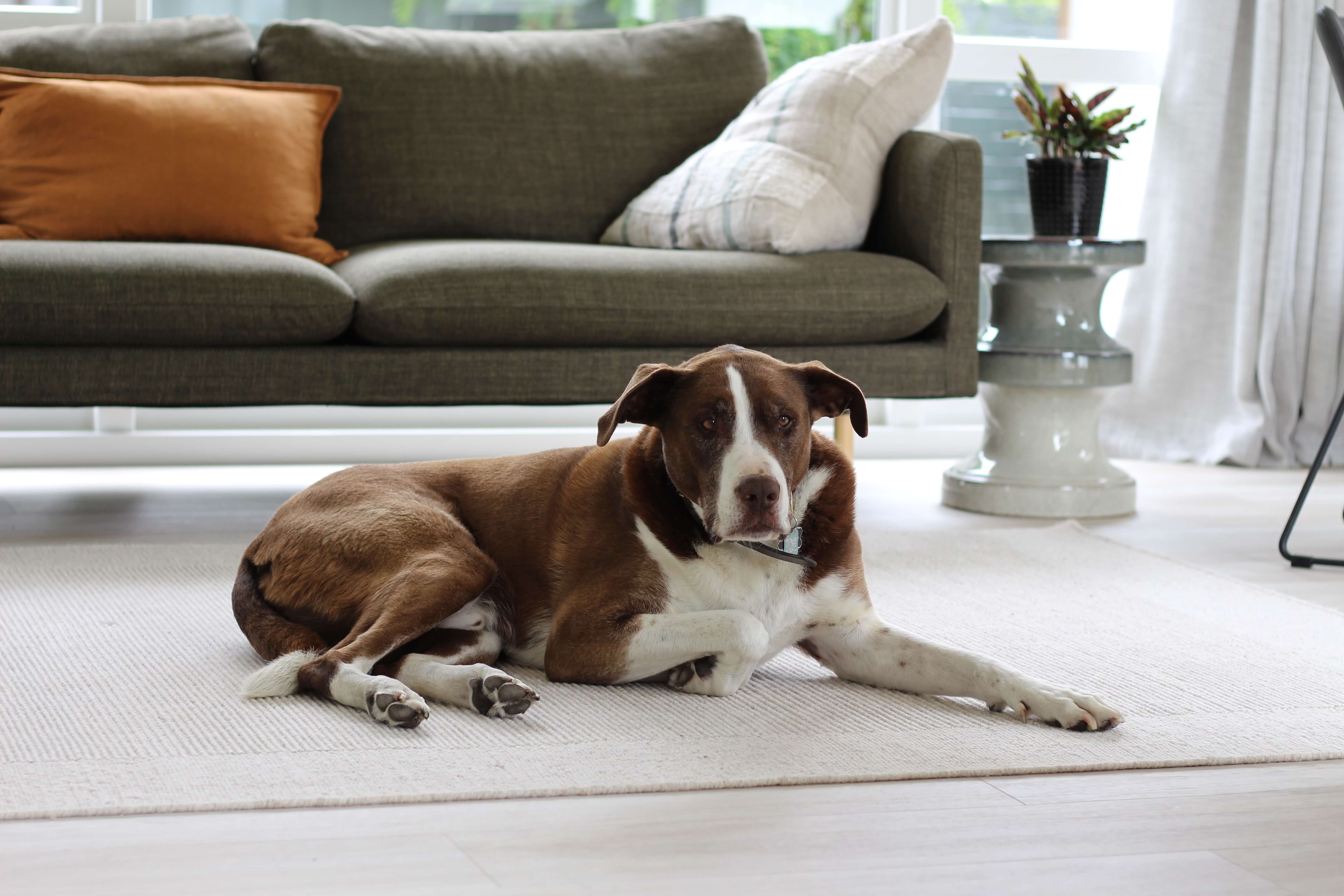 A cute PICTURE OF our mascot Marble 