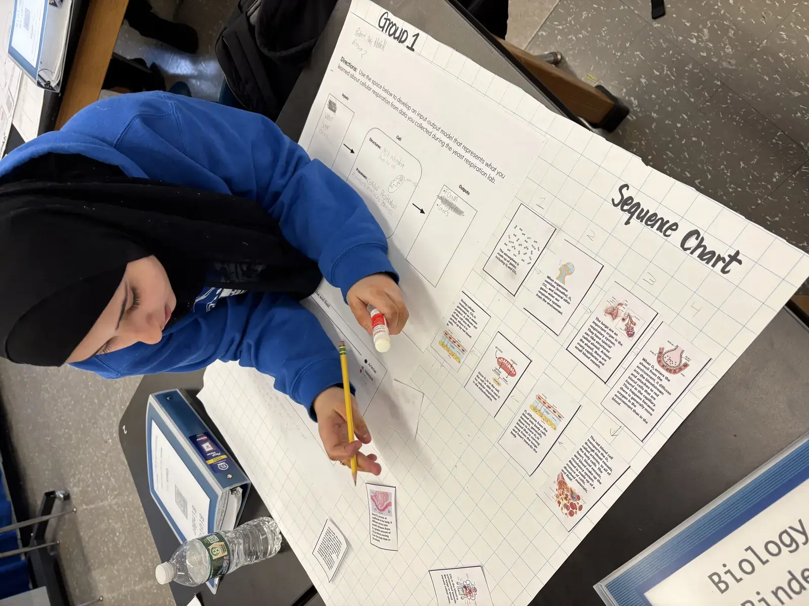 Student assembling a biology sequence chart poster in class