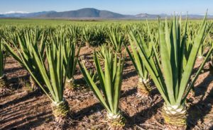 Grasscloth Wallpaper is hot - Talie Jane Interiors