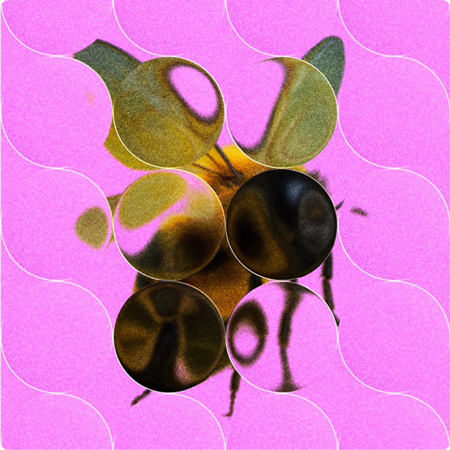 Abstracted close-up of a bee on pink background with glass orb overlay.