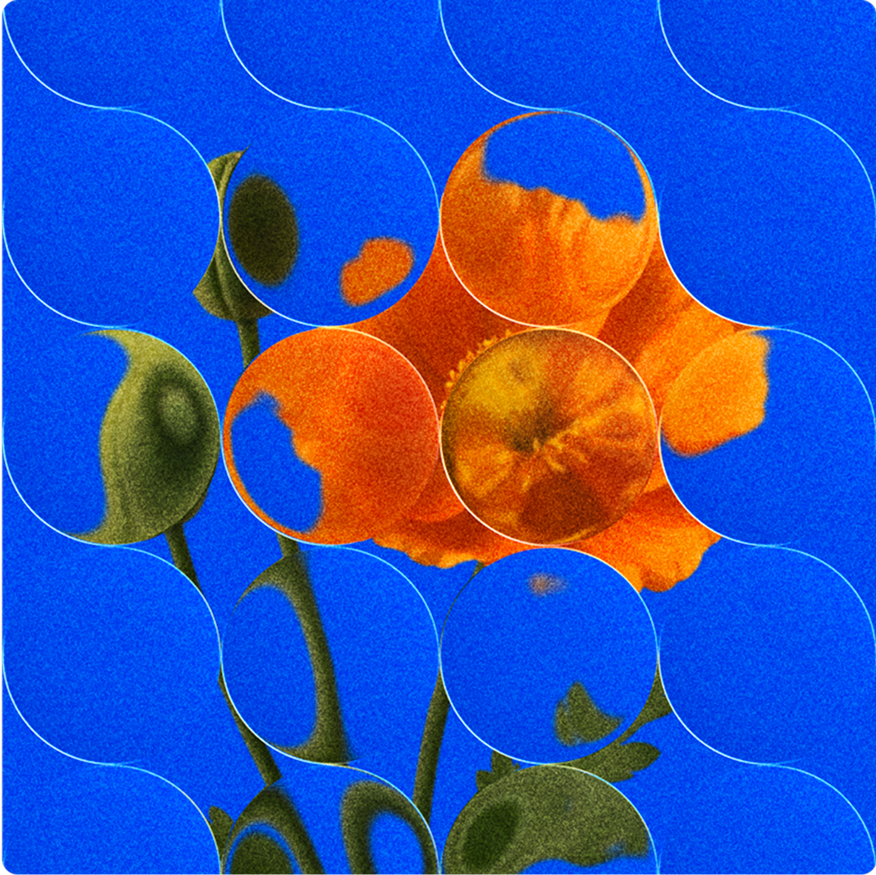 Abstracted orange flower on vivid blue background with glass orb overlay.