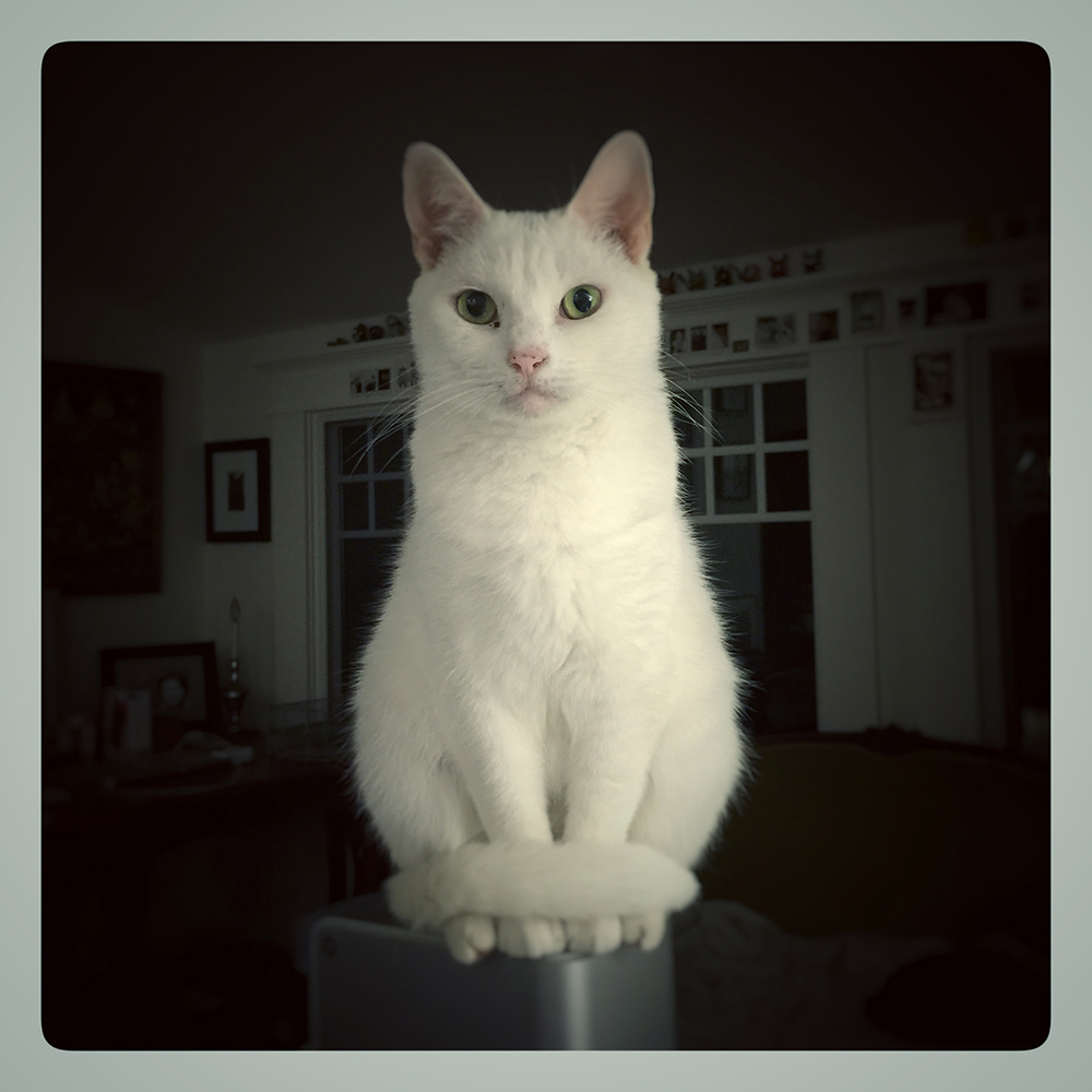 Picture of Luna, which is a secret link to the cat page.