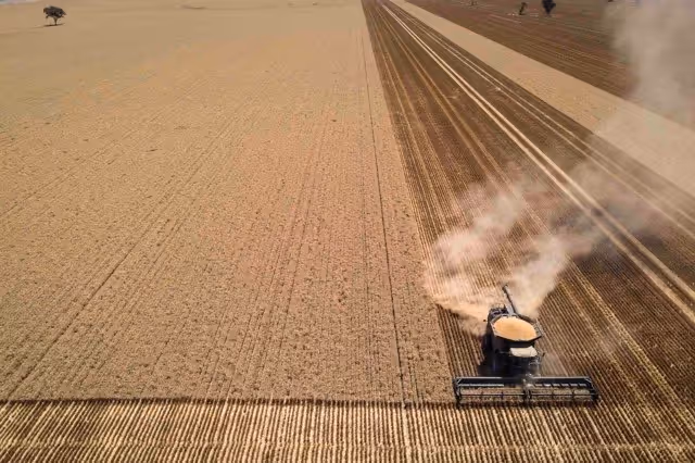 Large farm machine in wheat paddock