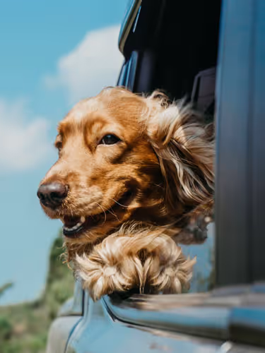 a dog looking out of a car window