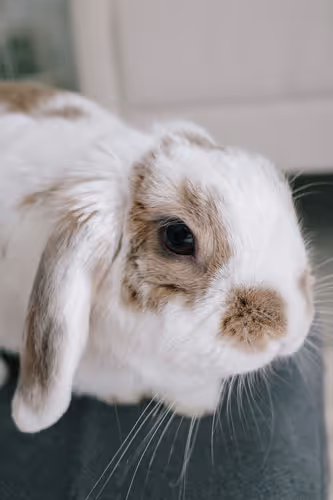 a close up of a rabbit