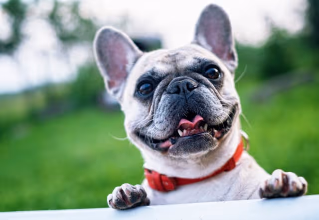 a pug smiling at the camera