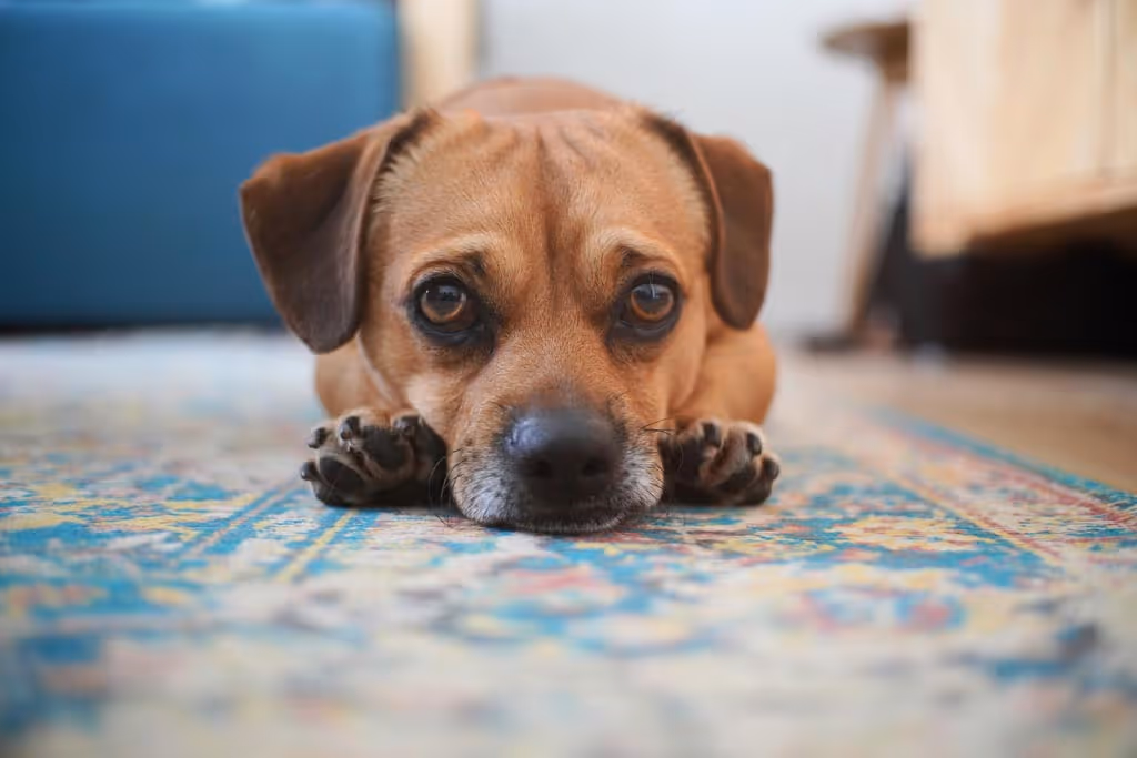 a dog lying down on the carpet