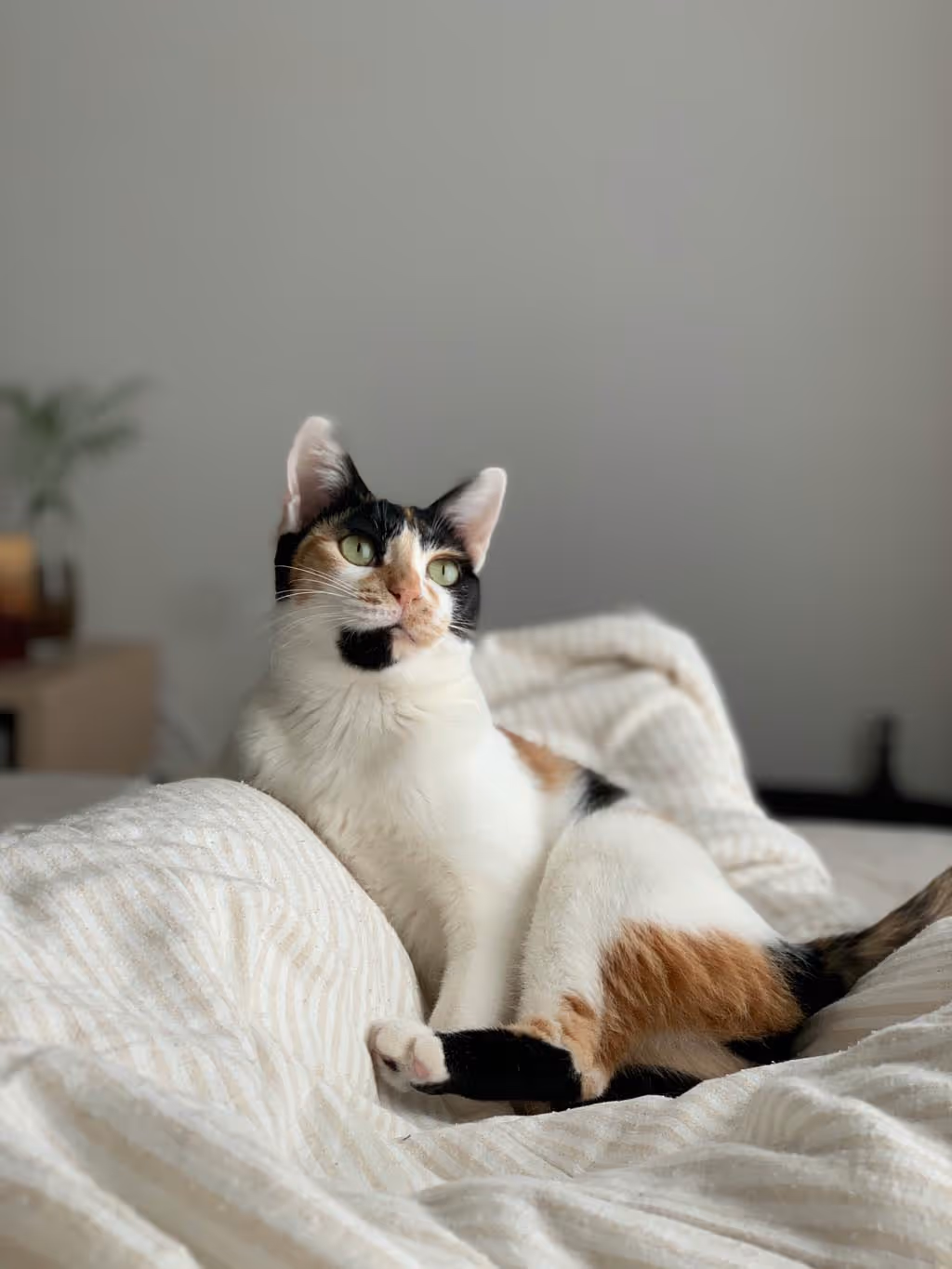 a calico cat sitting on a couch