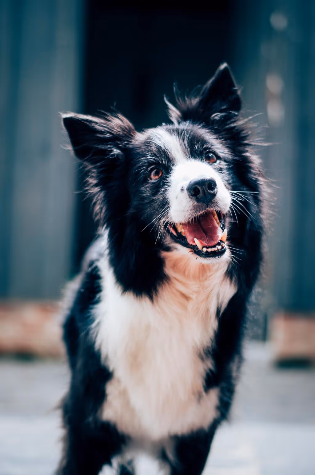 a happy border collie standing on the sidewalk