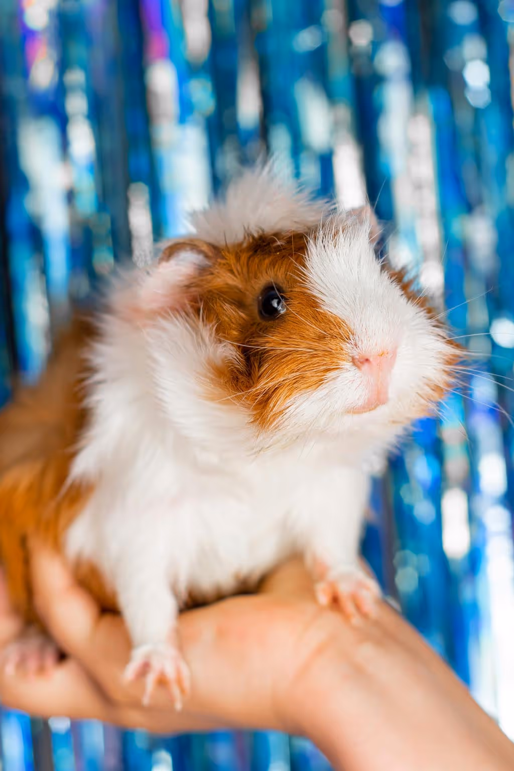 someone holding a guinea pig in their hand