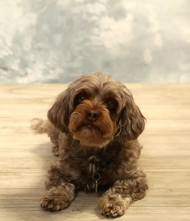 Mia