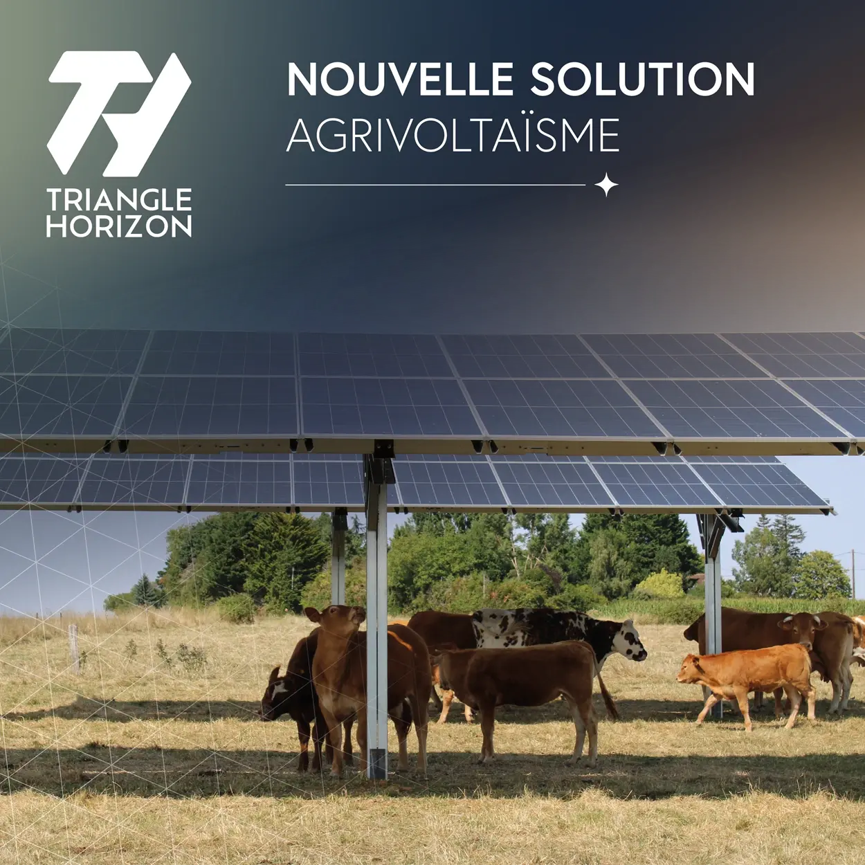 Nouveau produit Triangle Horizon : l'agrivoltaïsme