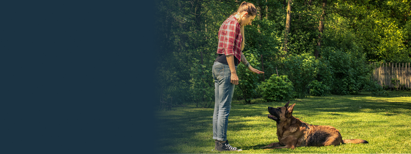 dog-training-johnsoncity.jpg