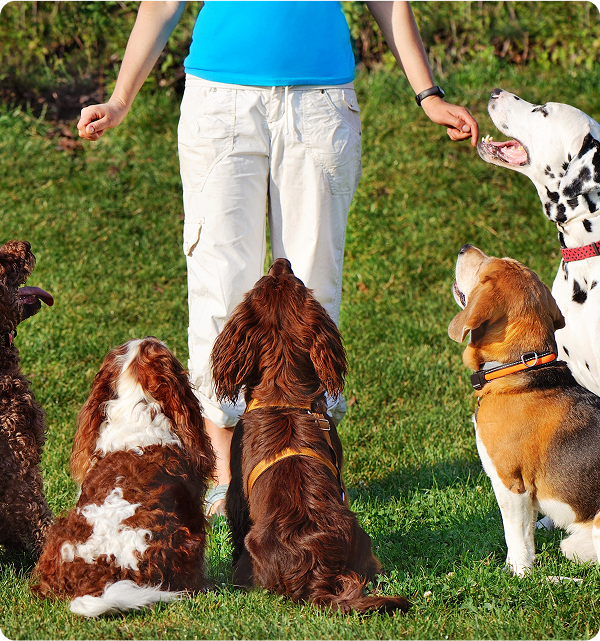 dog-training-johnsoncity.jpg